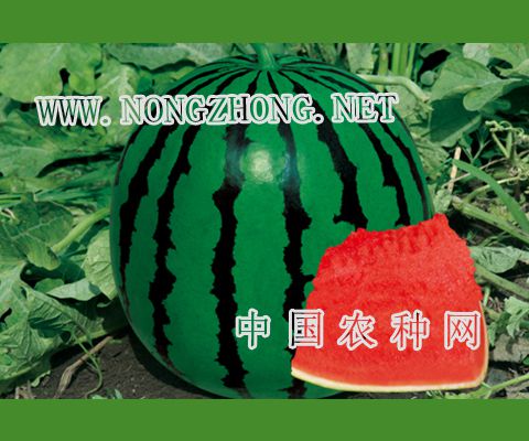 天跃盛世六号西瓜种子